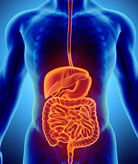 Digestive System