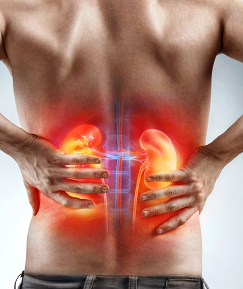 Kidney