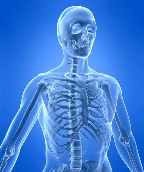 Musculoskeletal System
