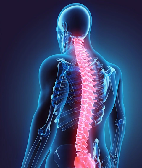 Spine