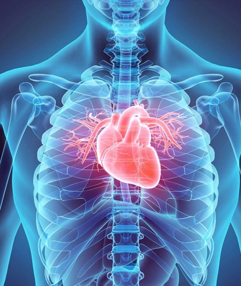 Heart