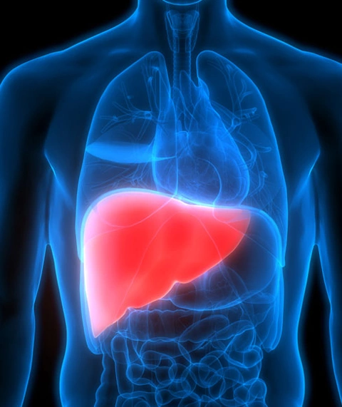 Liver