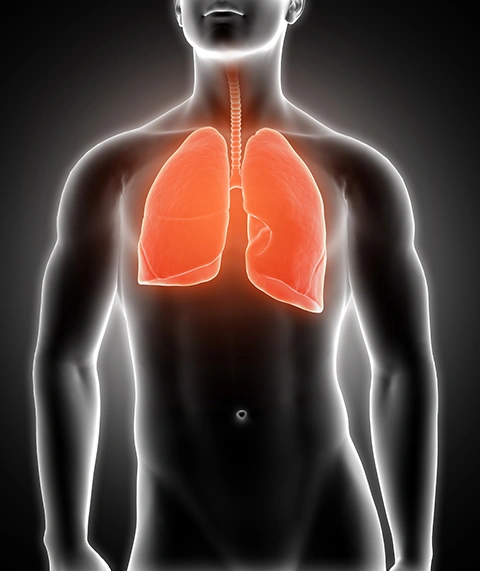 Lung
